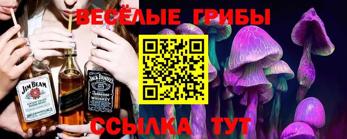 Псилоцибиновые грибы Psilocybe Санкт-Петербург
